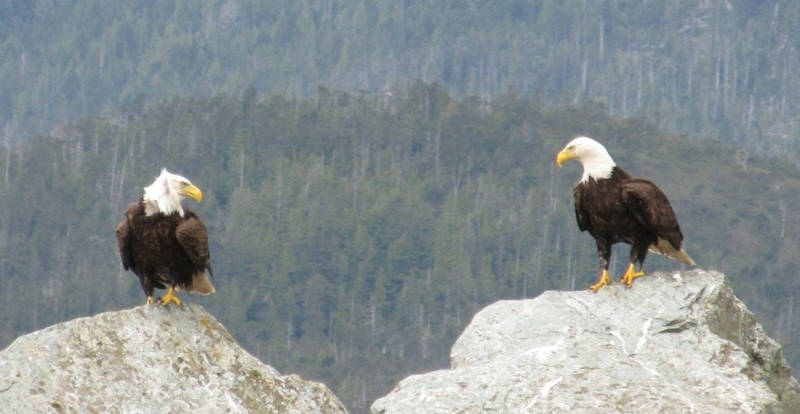 Bald eagles practicing eye gazing meditation as partners
