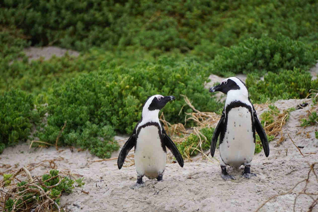 Penguin couple gazing into each other's eyes